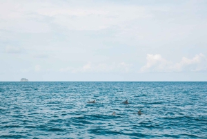 Phuket: Dagsutflykt till Phi Phi-öarna med måltider och transfer