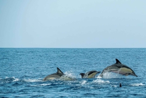 فوكيت: رحلة ليوم واحد إلى جزر في في مع وجبات ونقل