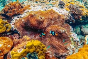 Phuket: Phi Phi Islands Gold Class Cruise & Snorkeling Tour