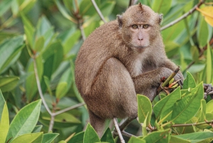 푸켓: 피피섬 & 카이섬 프리미엄 데이 투어