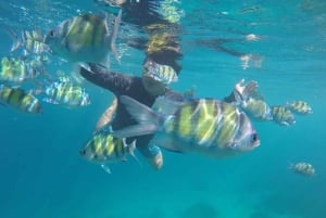 Phuket: Tour privato in motoscafo delle isole Phi Phi e Khai