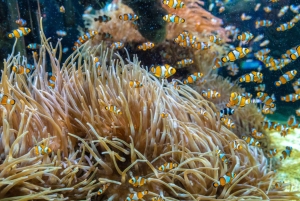 Phuket: Phi Phi Khai tai Maiton Island pikaveneellä/katamaraanilla