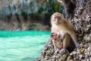 Phuket: Phi Phi, Maya og Khai eller Bamboo Island med katamaran