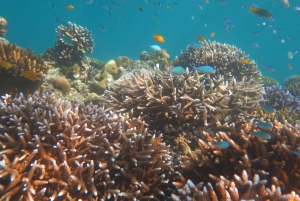 Phuket: Phi Phi, Maya og Bamboo med premium hurtigkatamaran