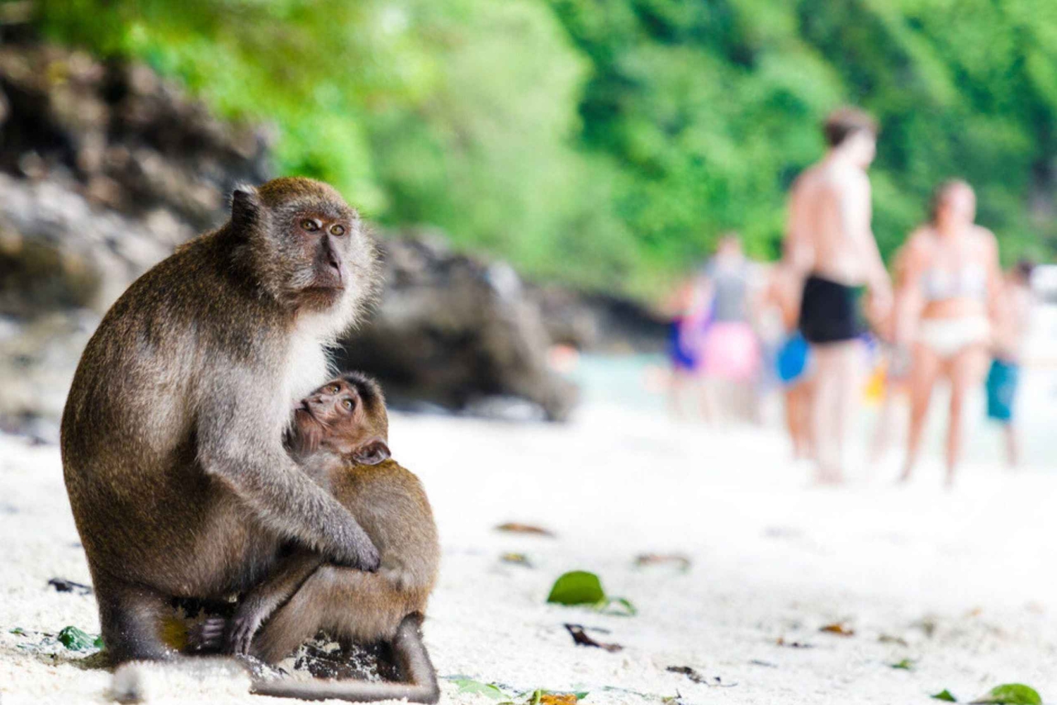 푸켓; 피피, 마야 베이, 뱀부 또는 카이 섬 스피드 보트