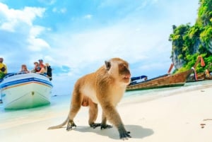 Phuket; Phi Phi, Maya Bay, Bamboo oder Khai Island Speedboat