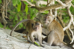푸켓; 피피, 마야 베이, 뱀부 또는 카이 섬 스피드 보트