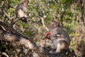 푸켓; 피피, 마야 베이, 뱀부 또는 카이 섬 스피드 보트