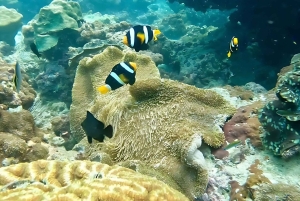 푸켓 피피, 마야, 카이 또는 마이톤 또는 뱀부 아일랜드 투어