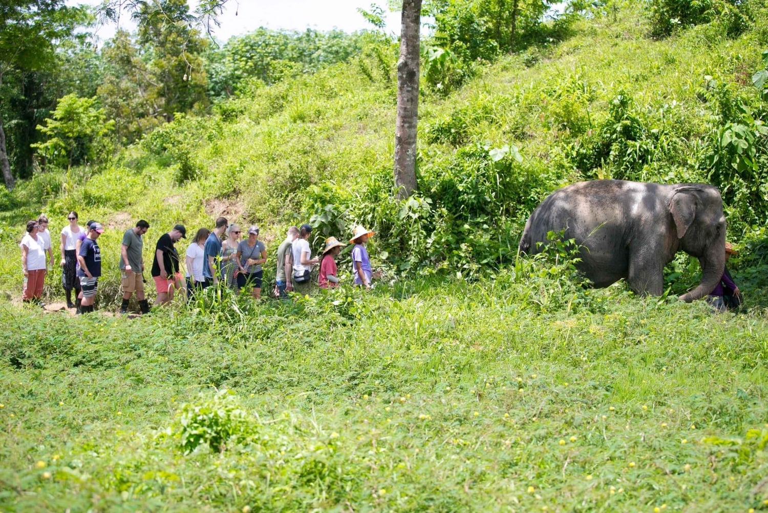 Phuket: Phuket Elephant Sanctuary, Wat Chalong og meget mere