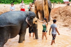 Phuket: Phuket Elephant Sanctuary, Wat Chalong & mehr