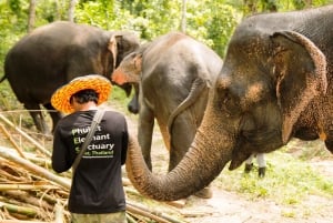 Phuket: Phuket Elephant Sanctuary, Wat Chalong & more