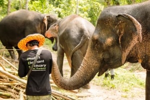 Phuket: Phuket Elephant Sanctuary, Wat Chalong og meget mere