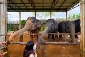 Phuket: Phuket Elephant Sanctuary, Wat Chalong og meget mere