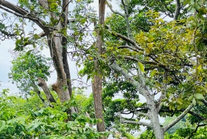 بوكيت: جولة خاصة قابلة للتخصيص مع مرشد محلي مميز