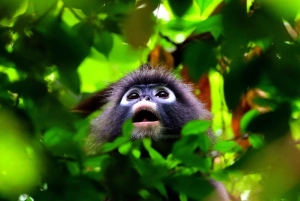 Phuket: Private Tagestour Khao Sok mit Bootstour zum See und Mittagessen