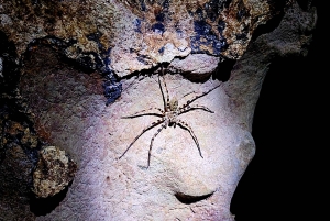 Phuket: Private Tagestour Khao Sok mit Bootstour zum See und Mittagessen