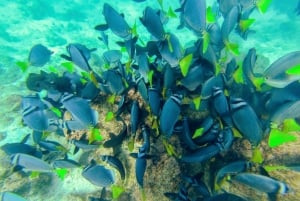 プーケット:ラチャ島とコーラル島へのスピードボートツアー(ランチ付き)