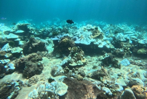 Phuket: Racha Islands 3 Tauchgänge Bootsausflug PADI GoPro