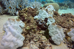 Phuket: Racha Islands 3 Tauchgänge Bootsausflug PADI GoPro