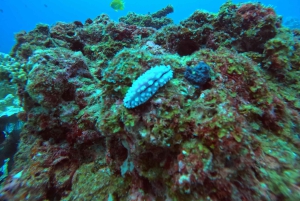 Phuket: Racha Islands 3 Tauchgänge Bootsausflug PADI GoPro