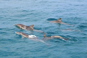 Phuket: Racha Islands & Maiton Dolphin Spotting by Speedboat