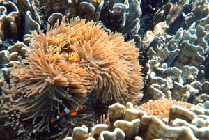 Phuket: Racha Noi & Maiton Catmaran Tour med strandpicknick