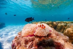 Phuket: Racha Noi & Maiton Catmaran Tour med strandpicknick