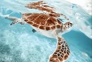 Phuket: Racha Noi & Maiton Catmaran Tour with Beach Picnic