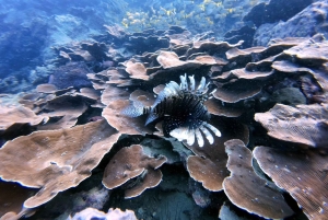 Phuket: Racha Yai 2-Fun Dives of snorkeltrip met transfer