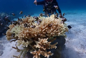 Phuket: gita di 1 giorno a Racha Yai e Noi con 3 immersioni