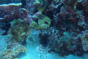 Phuket: Racha PADI Discover Scuba Diving 2 duiken en GoPro