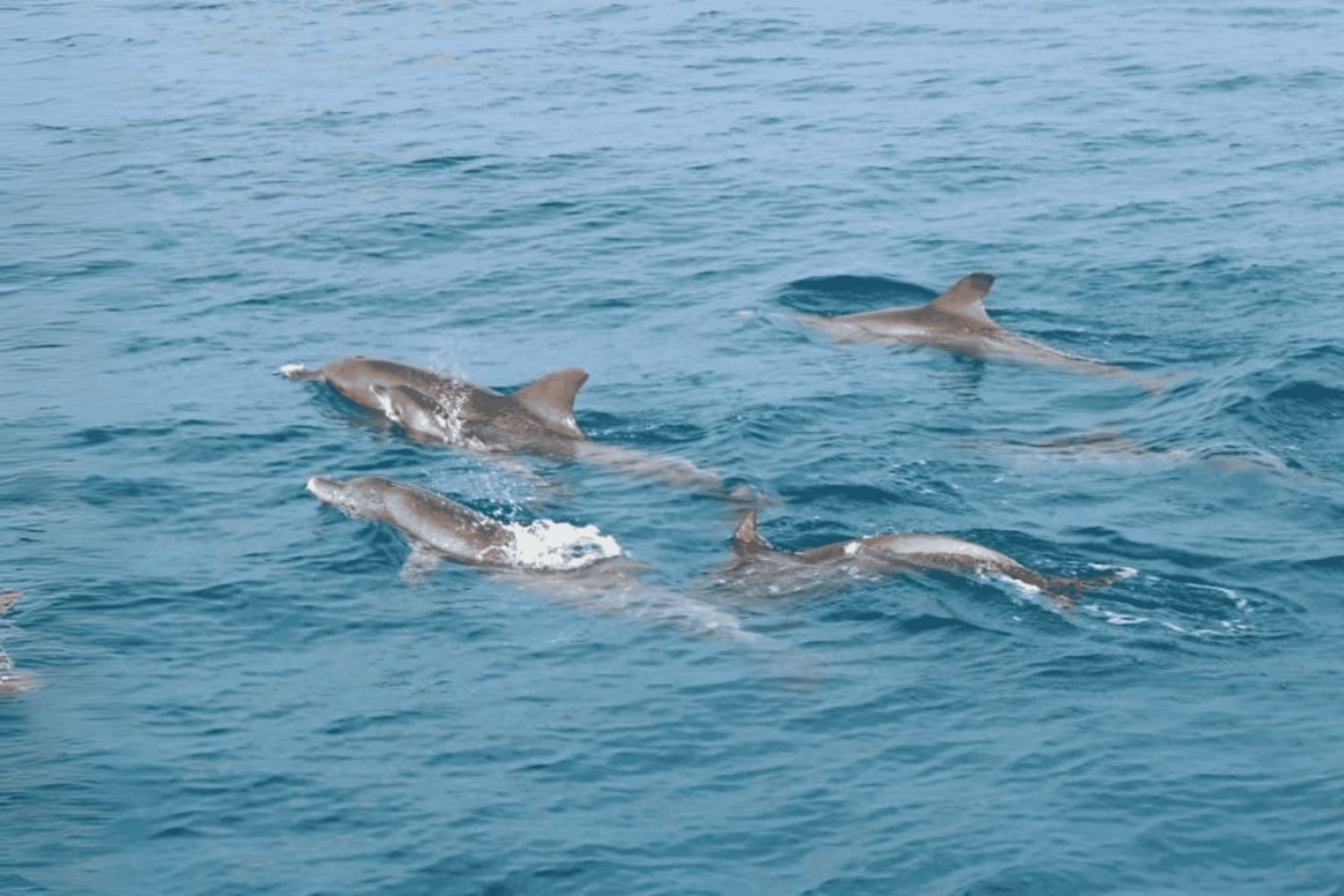 푸켓 라야섬, 마이톤섬 & 돌고래 관찰 투어