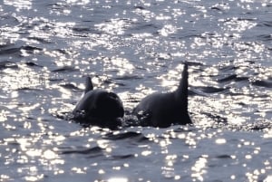 푸켓 라야섬, 마이톤섬 & 돌고래 관찰 투어