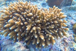 Phuket: Relaxed Phi Phi & Khai Islands Beach Snorkeling Tour