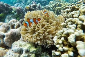 Phuket: Relaxed Phi Phi & Khai Islands Beach Snorkeling Tour