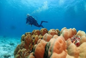 Phuket: SCUBA DIVING Day Trip Racha Yai/ Racha Noi 3 Dives
