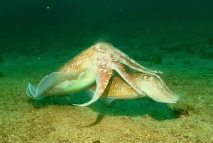 Phuket: SCUBA DIVING Day Trip Racha Yai/ Racha Noi 3 Dives