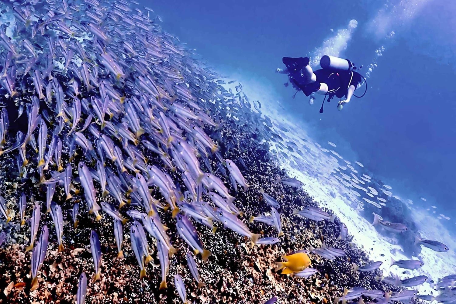 Phuket Scuba Diving Racha Islands 1-3 Dives For All Levels