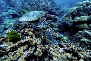 Phuket Scuba Diving Racha Islands 1-3 Dives For All Levels