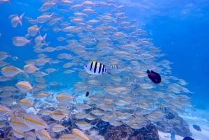 Phuket Scuba Diving Racha Islands 1-3 Dives For All Levels