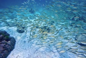 Phuket Scuba Diving Racha Islands 1-3 Dives For All Levels