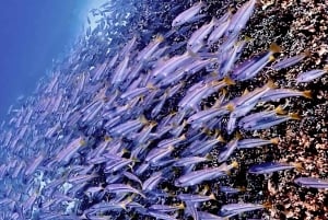 Phuket Scuba Diving Racha Islands 1-3 Dives For All Levels