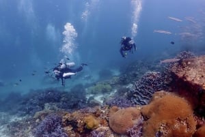 Phuket Scuba Diving Racha Islands 1-3 Dives For All Levels