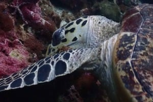 Phuket: Dykking med SeaWave dykkersenter