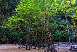 Phuket: Zeekano & gloeiend plankton per Speed Catamaran Tour