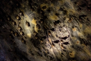 Phuket: Zeekano & gloeiend plankton per Speed Catamaran Tour