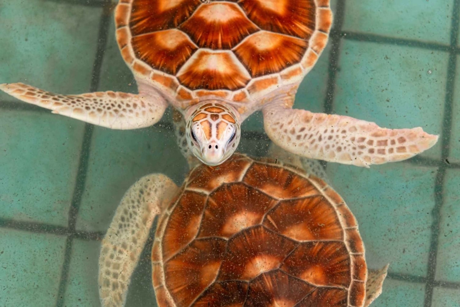 Phuket: Havssköldpaddscenter, tempel, tsunami, elefant och mer