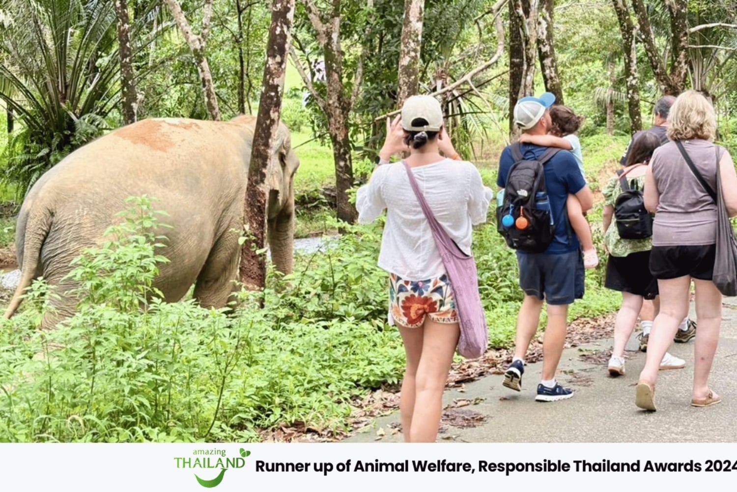 Phuket: Havssköldpaddscenter, tempel, tsunami, elefant och mer