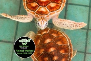 Phuket: Havssköldpaddscenter, tempel, tsunami, elefant och mer